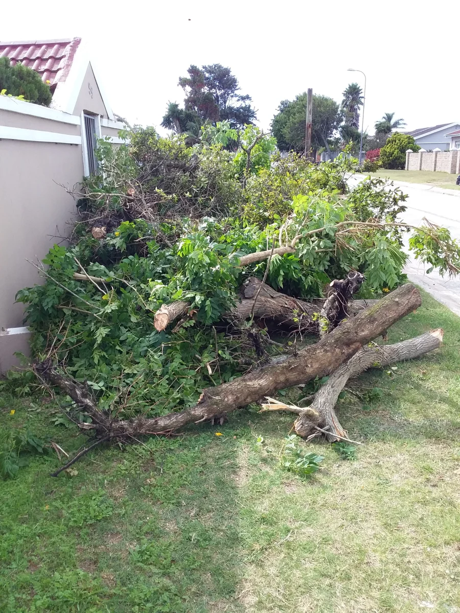 Tree trimming and pruning
